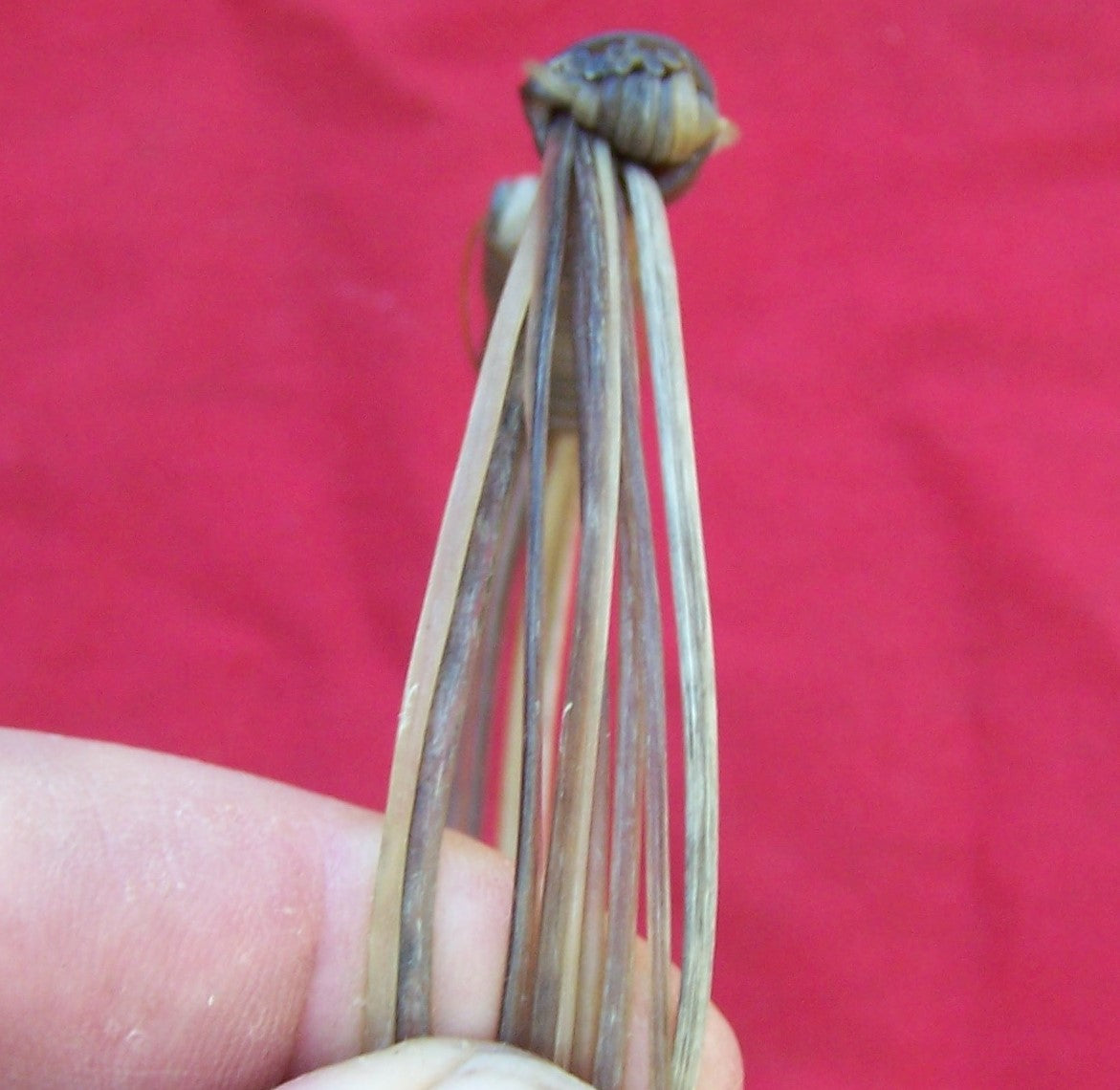 The white elephant hairs. Slight brown highlights. Stylish addition to any ensemble. - JEW3